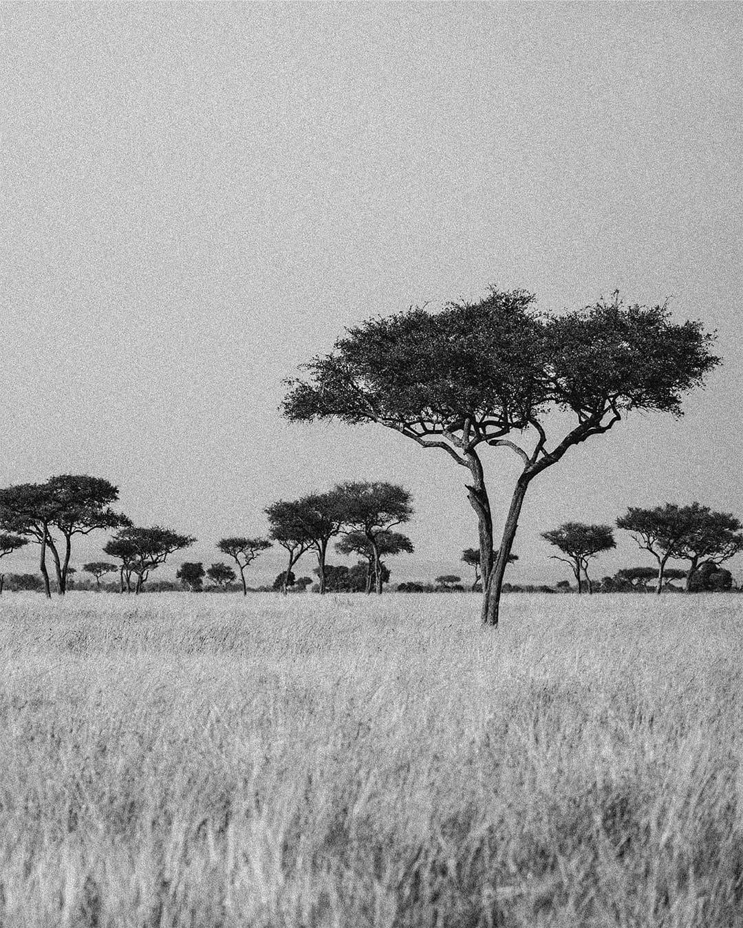 Paesaggio naturale evocativo che rappresenta Baraggia, fragranza dolce delle candele Aura Effusione
