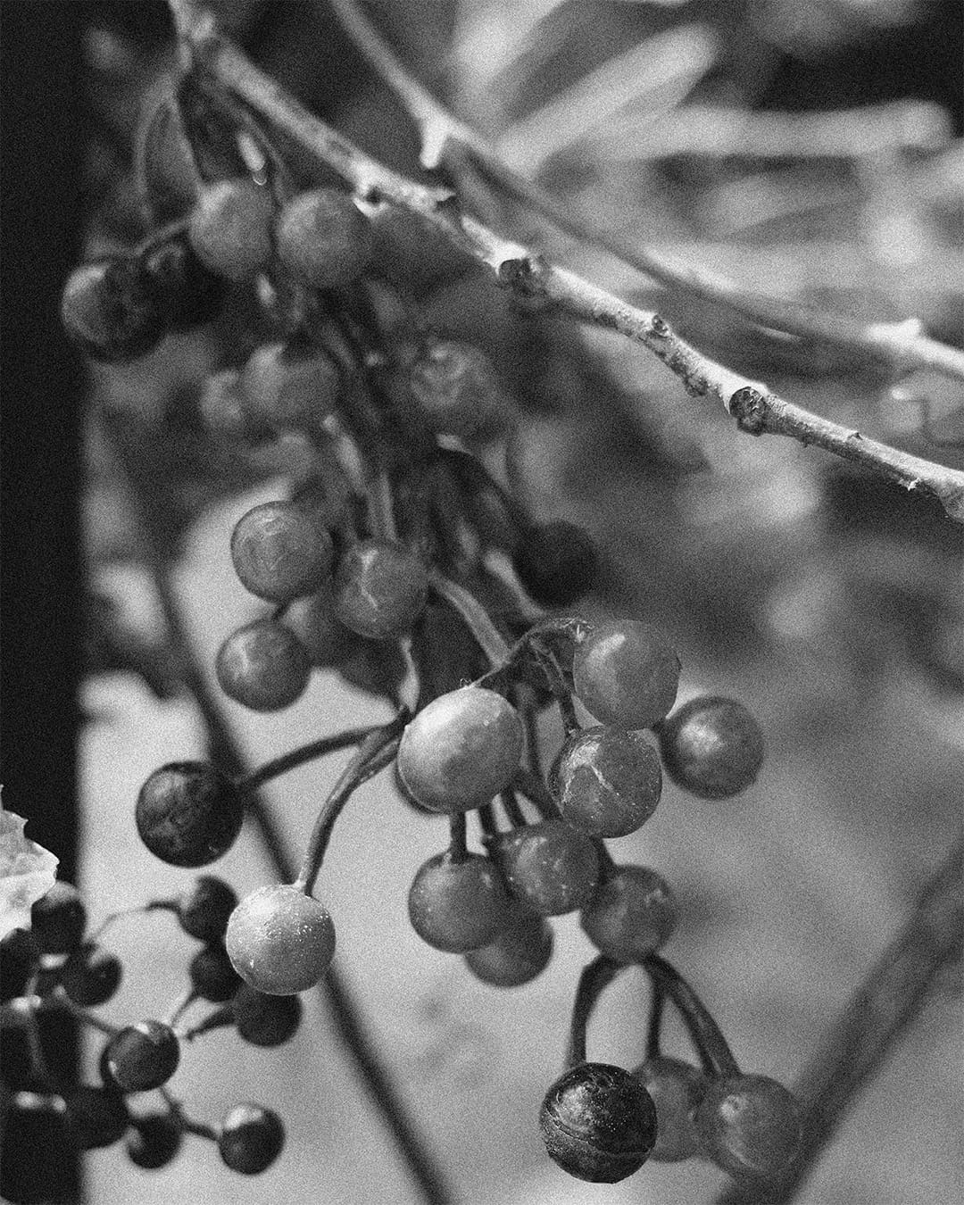 Uva Rara, fragranza fruttata delle candele Aura Effusione con note dolci e sofisticate