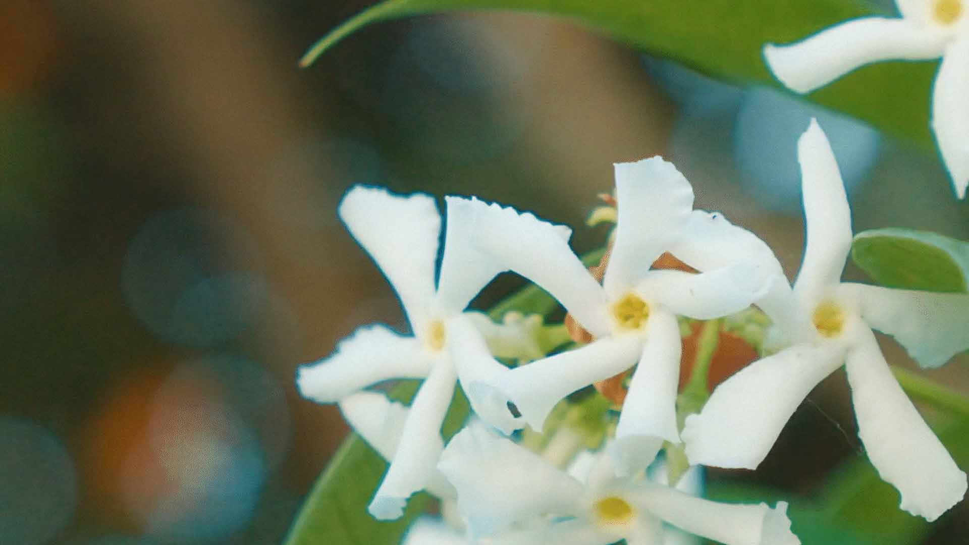 Fiori di Gelsomino bianchi note floreali fragranza Oasi Zegna Effusione
