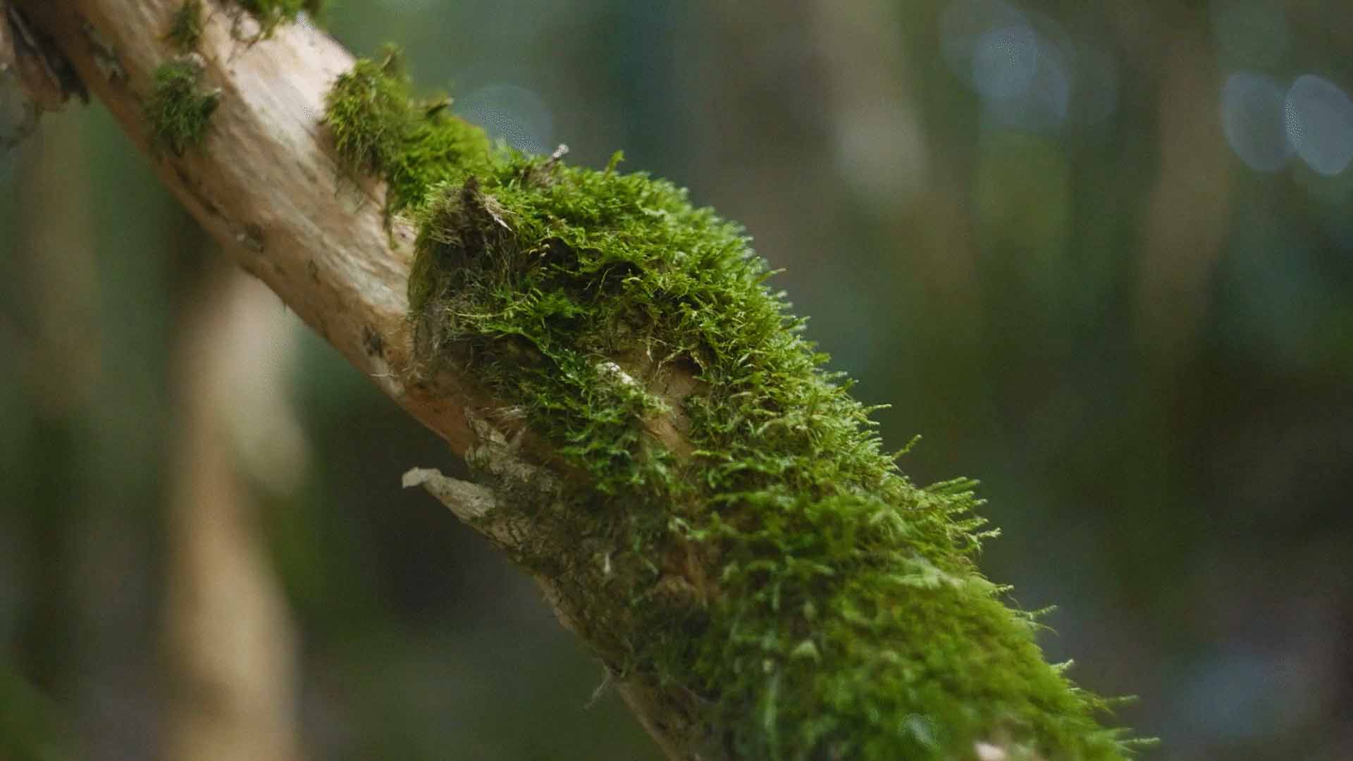 Muschio verde su legno note naturali fragranza Oasi Zegna Effusione