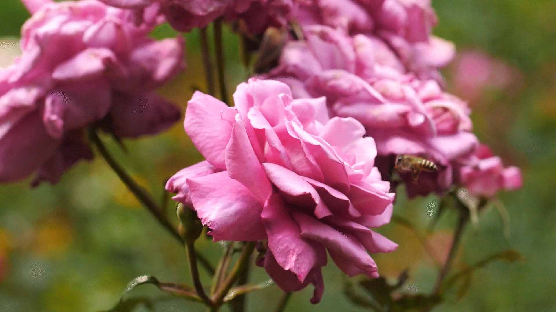 Fiori di peonia note floreali fragranza Oasi Zegna Effusione