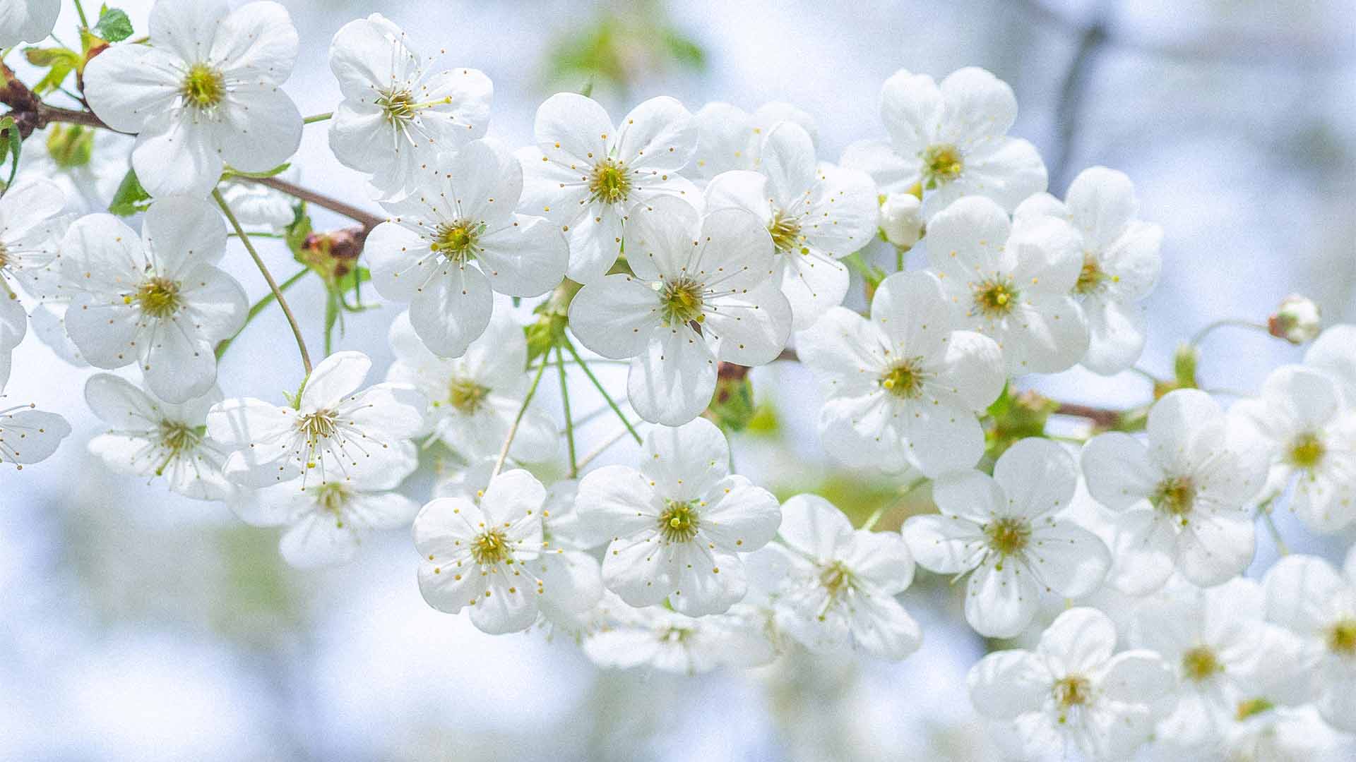 Fiori bianchi note floreali eleganti fragranza Uva Rara Effusione