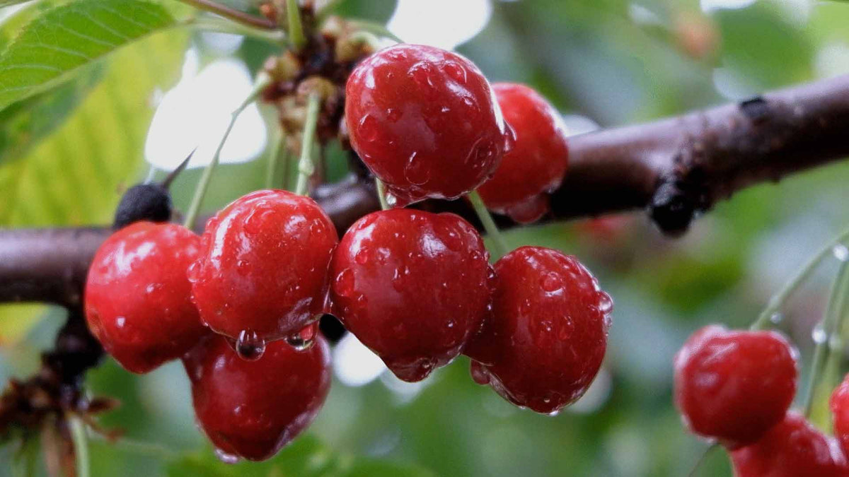 Una Rakura Uva Rara – Effusione®