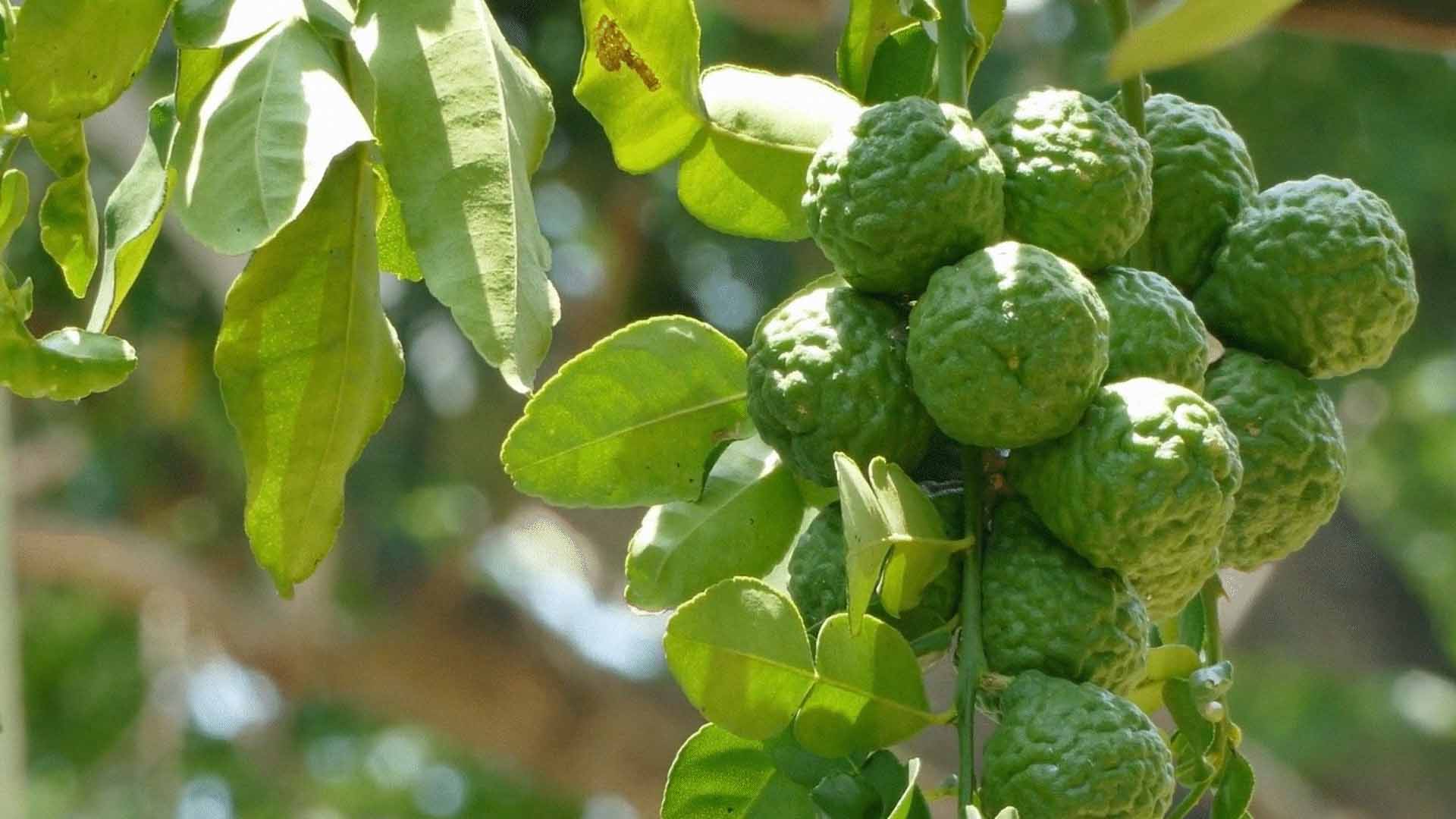 Frutti di bergamotto note agrumate fresche fragranza Via Italia Effusione