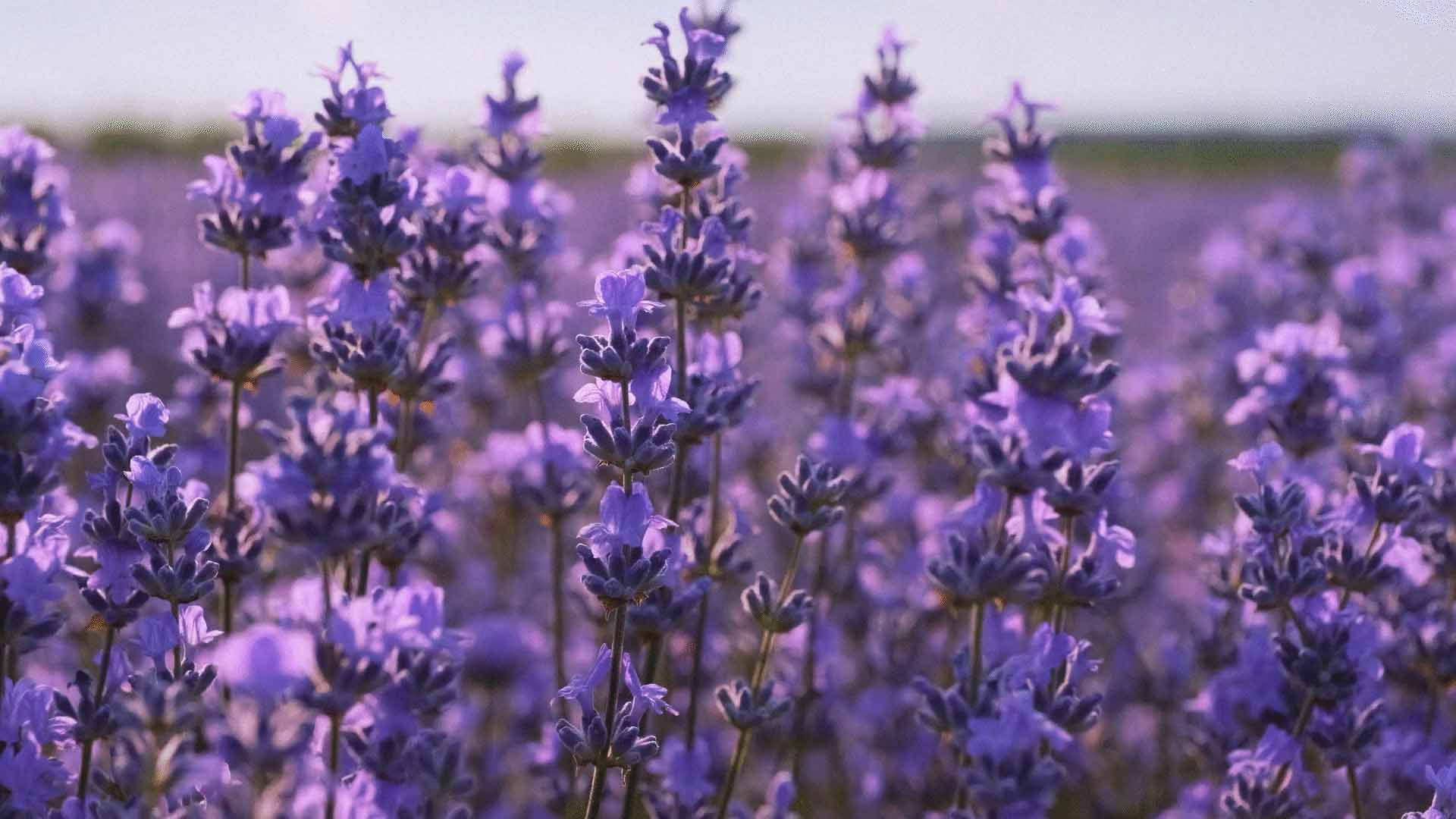 effusione-fragranza-via-italia-lavanda