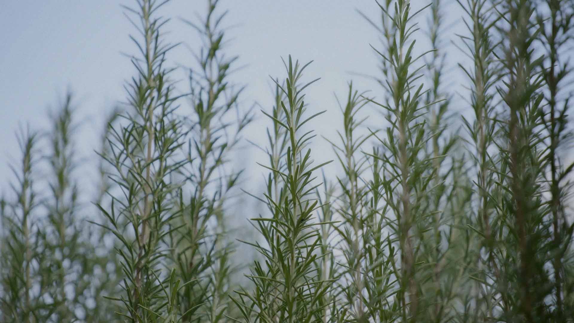 Rami di rosmarino note aromatiche e verdi fragranza Via Italia Effusione